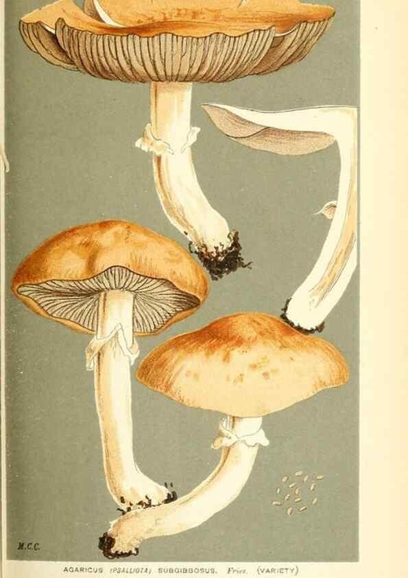 Reproducción/Reproduction 9016447462: Illustrations of British Fungi (Hymenomycetes), to serve as an atlas to the ""Handbook of British Fungi"".. LondonWilliams and Norgate1881-91