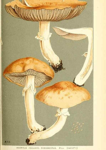 Reproducción/Reproduction 9016447462: Illustrations of British Fungi (Hymenomycetes), to serve as an atlas to the ""Handbook of British Fungi"".. LondonWilliams and Norgate1881-91