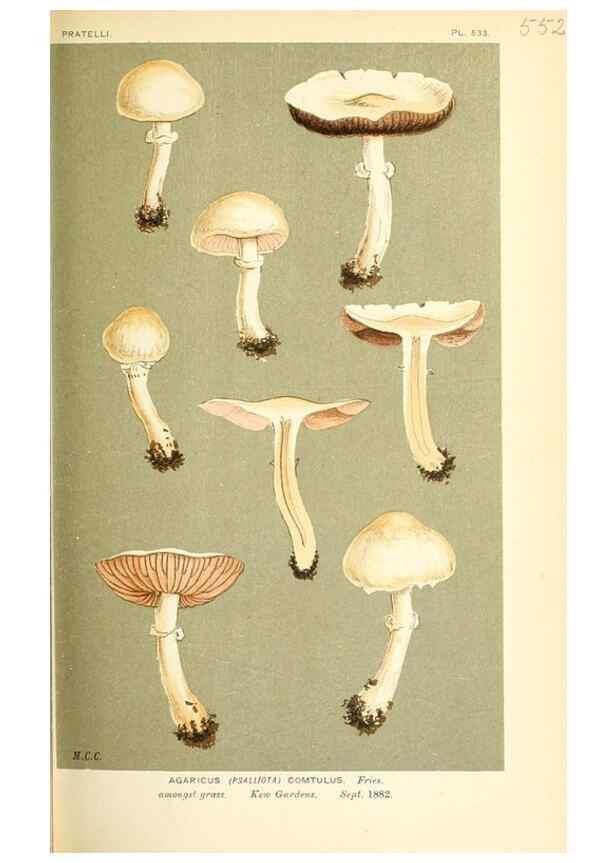 Reproducción/Reproduction 9016448968: Illustrations of British Fungi (Hymenomycetes), to serve as an atlas to the ""Handbook of British Fungi"".. LondonWilliams and Norgate1881-91