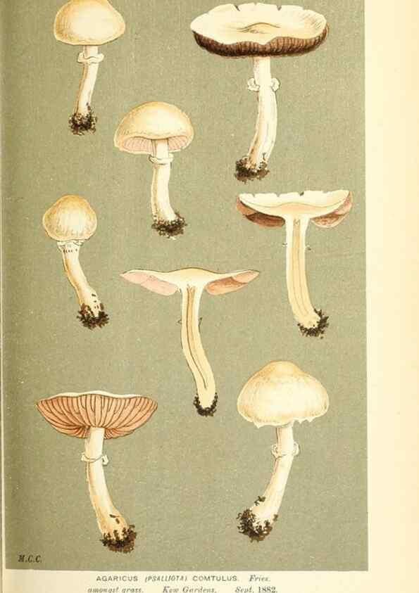 Reproducción/Reproduction 9016448968: Illustrations of British Fungi (Hymenomycetes), to serve as an atlas to the ""Handbook of British Fungi"".. LondonWilliams and Norgate1881-91