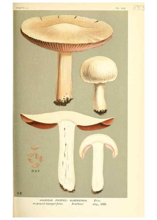 Reproducción/Reproduction 9015258843: Illustrations of British Fungi (Hymenomycetes), to serve as an atlas to the ""Handbook of British Fungi"".. LondonWilliams and Norgate1881-91