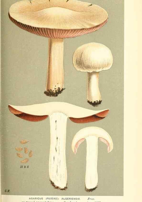 Reproducción/Reproduction 9015258843: Illustrations of British Fungi (Hymenomycetes), to serve as an atlas to the ""Handbook of British Fungi"".. LondonWilliams and Norgate1881-91