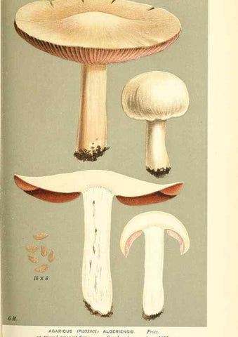 Reproducción/Reproduction 9015258843: Illustrations of British Fungi (Hymenomycetes), to serve as an atlas to the ""Handbook of British Fungi"".. LondonWilliams and Norgate1881-91
