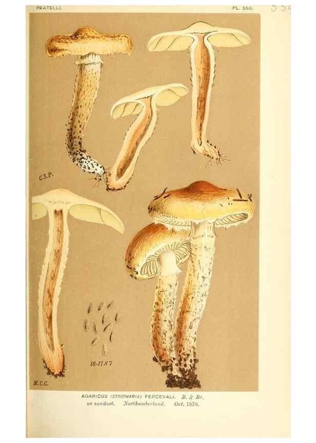 Reproducción/Reproduction 9015260009: Illustrations of British Fungi (Hymenomycetes), to serve as an atlas to the ""Handbook of British Fungi"".. LondonWilliams and Norgate1881-91