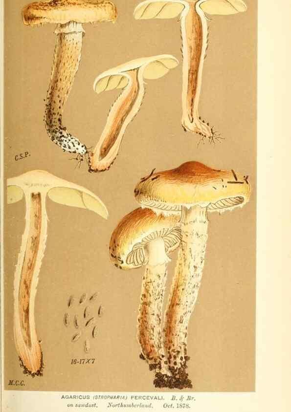 Reproducción/Reproduction 9015260009: Illustrations of British Fungi (Hymenomycetes), to serve as an atlas to the ""Handbook of British Fungi"".. LondonWilliams and Norgate1881-91