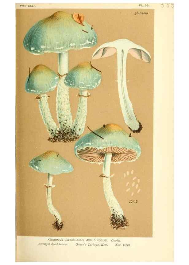 Reproducción/Reproduction 9015261263: Illustrations of British Fungi (Hymenomycetes), to serve as an atlas to the ""Handbook of British Fungi"".. LondonWilliams and Norgate1881-91