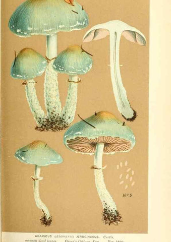 Reproducción/Reproduction 9015261263: Illustrations of British Fungi (Hymenomycetes), to serve as an atlas to the ""Handbook of British Fungi"".. LondonWilliams and Norgate1881-91