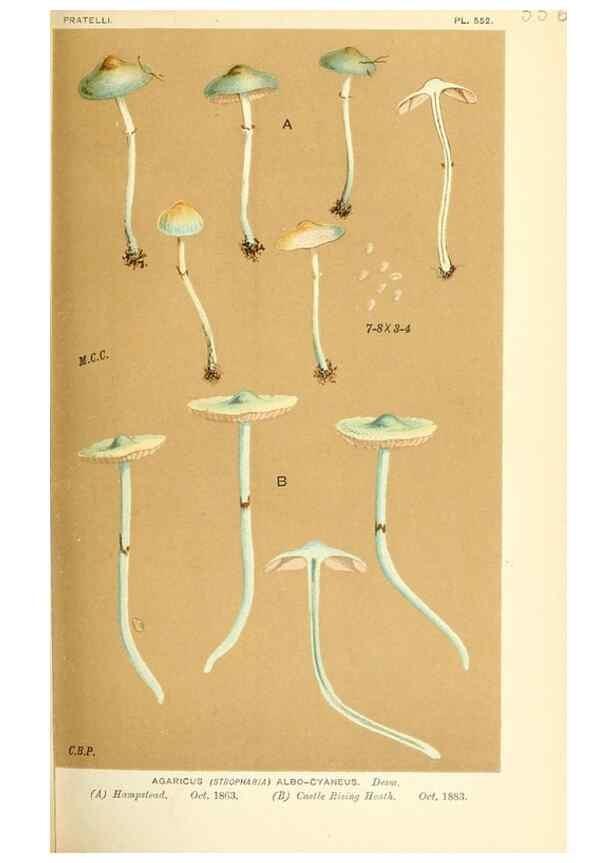 Reproducción/Reproduction 9015262433: Illustrations of British Fungi (Hymenomycetes), to serve as an atlas to the ""Handbook of British Fungi"".. LondonWilliams and Norgate1881-91