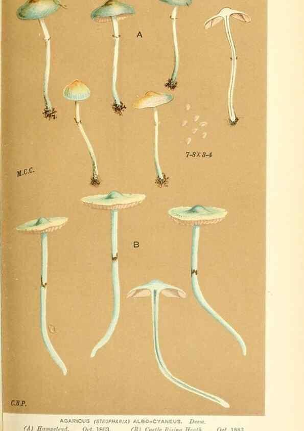 Reproducción/Reproduction 9015262433: Illustrations of British Fungi (Hymenomycetes), to serve as an atlas to the ""Handbook of British Fungi"".. LondonWilliams and Norgate1881-91