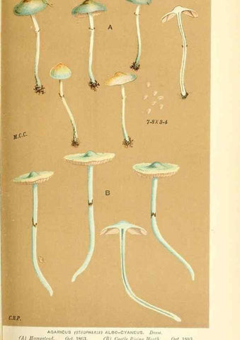 Reproducción/Reproduction 9015262433: Illustrations of British Fungi (Hymenomycetes), to serve as an atlas to the ""Handbook of British Fungi"".. LondonWilliams and Norgate1881-91