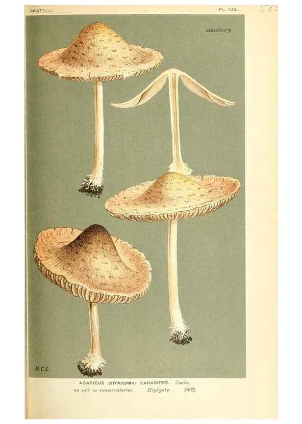 Reproducción/Reproduction 9015304313: Illustrations of British Fungi (Hymenomycetes), to serve as an atlas to the ""Handbook of British Fungi"".. LondonWilliams and Norgate1881-91
