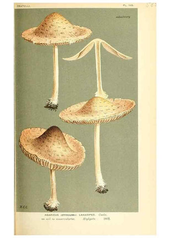 Reproducción/Reproduction 9015304313: Illustrations of British Fungi (Hymenomycetes), to serve as an atlas to the ""Handbook of British Fungi"".. LondonWilliams and Norgate1881-91