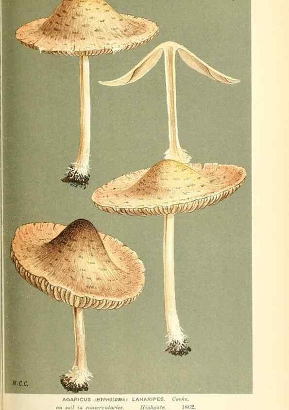 Reproducción/Reproduction 9015304313: Illustrations of British Fungi (Hymenomycetes), to serve as an atlas to the ""Handbook of British Fungi"".. LondonWilliams and Norgate1881-91