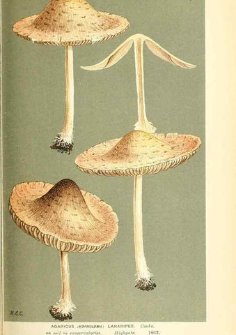 Reproducción/Reproduction 9015304313: Illustrations of British Fungi (Hymenomycetes), to serve as an atlas to the ""Handbook of British Fungi"".. LondonWilliams and Norgate1881-91