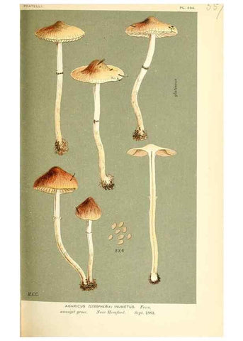 Reproducción/Reproduction 9016455896: Illustrations of British Fungi (Hymenomycetes), to serve as an atlas to the ""Handbook of British Fungi"".. LondonWilliams and Norgate1881-91