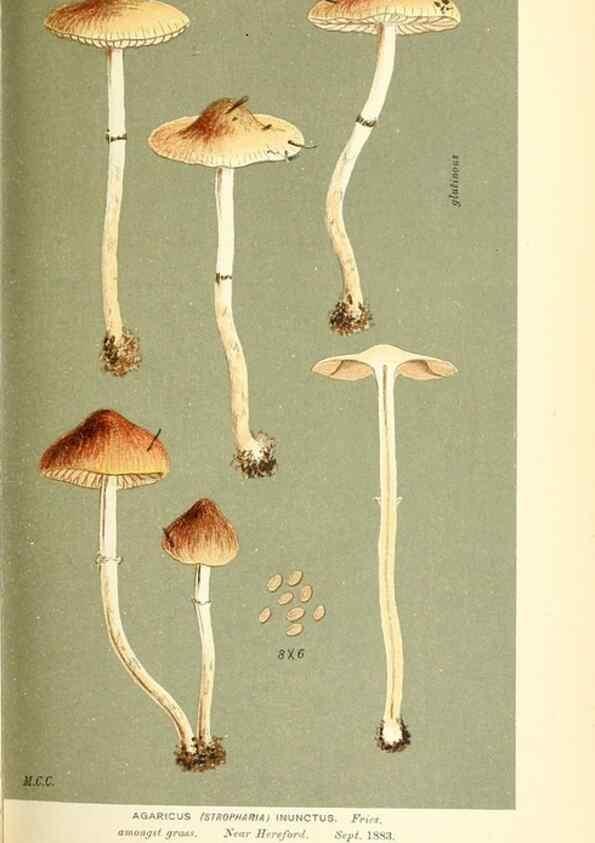 Reproducción/Reproduction 9016455896: Illustrations of British Fungi (Hymenomycetes), to serve as an atlas to the ""Handbook of British Fungi"".. LondonWilliams and Norgate1881-91