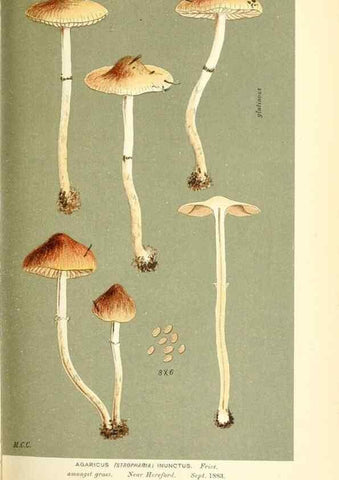 Reproducción/Reproduction 9016455896: Illustrations of British Fungi (Hymenomycetes), to serve as an atlas to the ""Handbook of British Fungi"".. LondonWilliams and Norgate1881-91