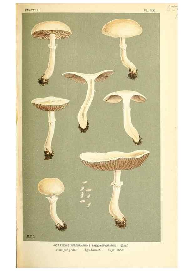 Reproducción/Reproduction 9016458826: Illustrations of British Fungi (Hymenomycetes), to serve as an atlas to the ""Handbook of British Fungi"".. LondonWilliams and Norgate1881-91