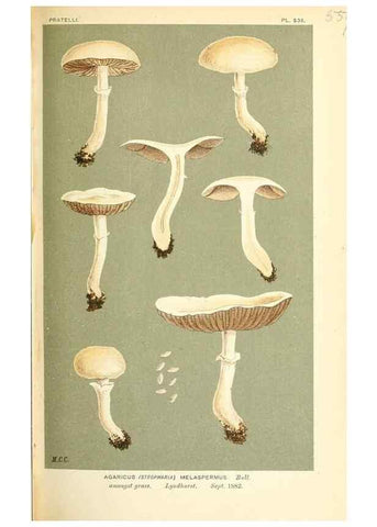 Reproducción/Reproduction 9016458826: Illustrations of British Fungi (Hymenomycetes), to serve as an atlas to the ""Handbook of British Fungi"".. LondonWilliams and Norgate1881-91