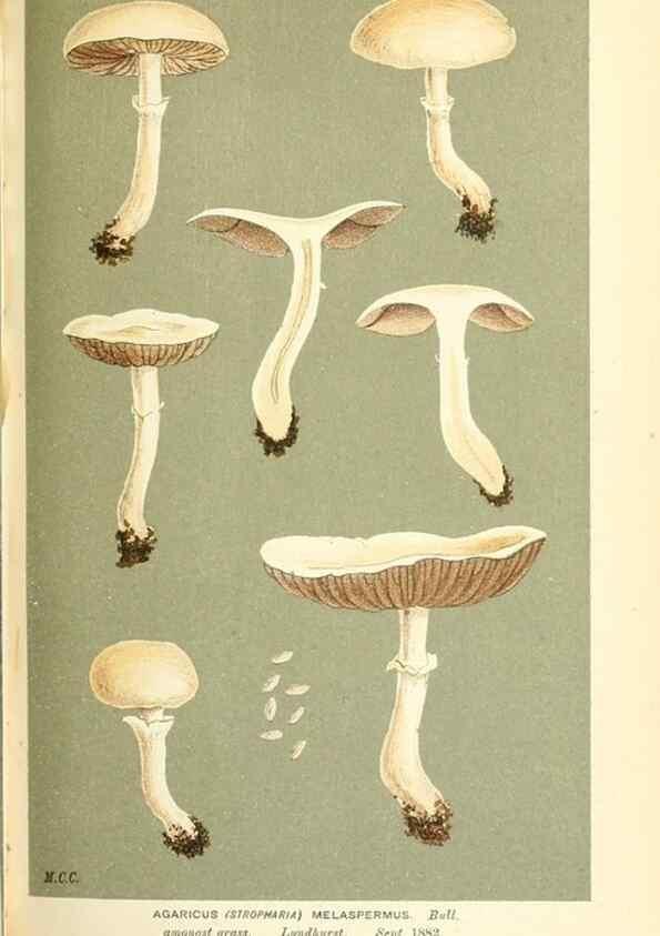 Reproducción/Reproduction 9016458826: Illustrations of British Fungi (Hymenomycetes), to serve as an atlas to the ""Handbook of British Fungi"".. LondonWilliams and Norgate1881-91