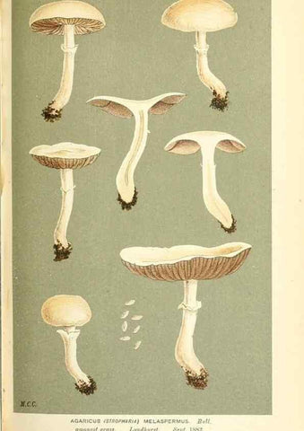 Reproducción/Reproduction 9016458826: Illustrations of British Fungi (Hymenomycetes), to serve as an atlas to the ""Handbook of British Fungi"".. LondonWilliams and Norgate1881-91
