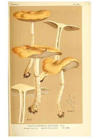 Reproducción/Reproduction 9016460160: Illustrations of British Fungi (Hymenomycetes), to serve as an atlas to the ""Handbook of British Fungi"".. LondonWilliams and Norgate1881-91