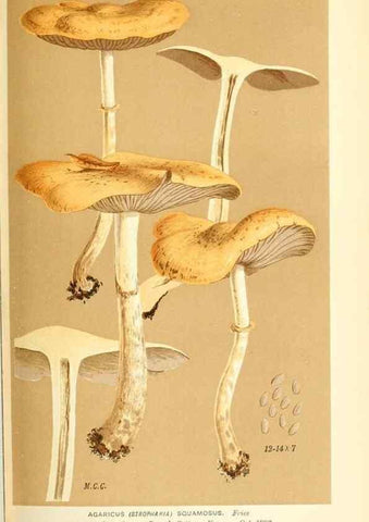 Reproducción/Reproduction 9016460160: Illustrations of British Fungi (Hymenomycetes), to serve as an atlas to the ""Handbook of British Fungi"".. LondonWilliams and Norgate1881-91