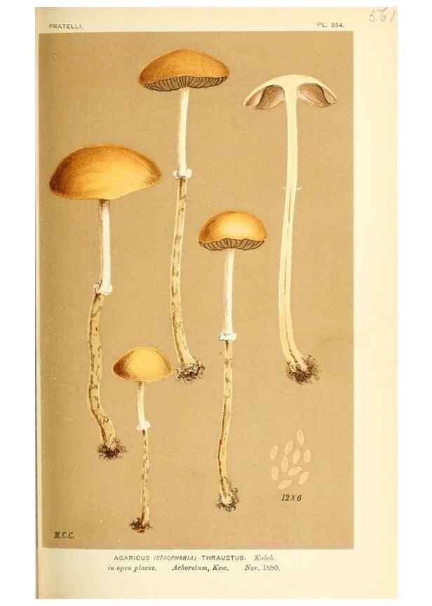 Reproducción/Reproduction 9016461634: Illustrations of British Fungi (Hymenomycetes), to serve as an atlas to the ""Handbook of British Fungi"".. LondonWilliams and Norgate1881-91