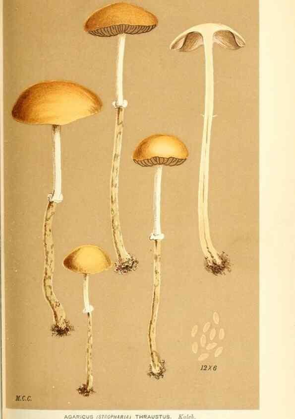 Reproducción/Reproduction 9016461634: Illustrations of British Fungi (Hymenomycetes), to serve as an atlas to the ""Handbook of British Fungi"".. LondonWilliams and Norgate1881-91