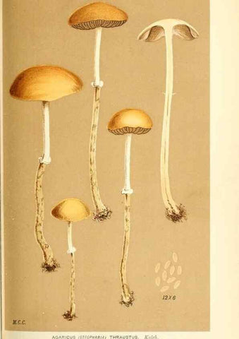 Reproducción/Reproduction 9016461634: Illustrations of British Fungi (Hymenomycetes), to serve as an atlas to the ""Handbook of British Fungi"".. LondonWilliams and Norgate1881-91