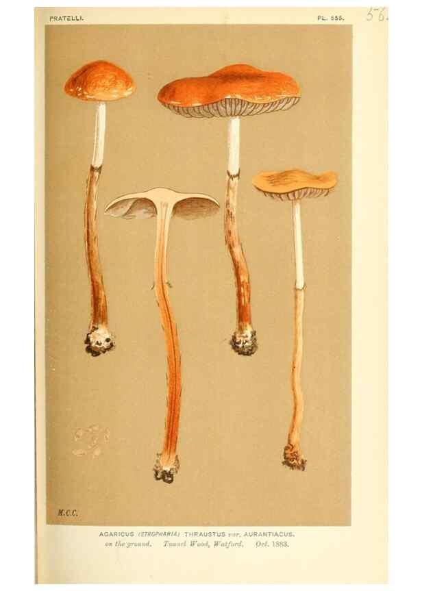 Reproducción/Reproduction 9015271675: Illustrations of British Fungi (Hymenomycetes), to serve as an atlas to the ""Handbook of British Fungi"".. LondonWilliams and Norgate1881-91