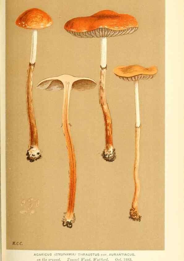 Reproducción/Reproduction 9015271675: Illustrations of British Fungi (Hymenomycetes), to serve as an atlas to the ""Handbook of British Fungi"".. LondonWilliams and Norgate1881-91