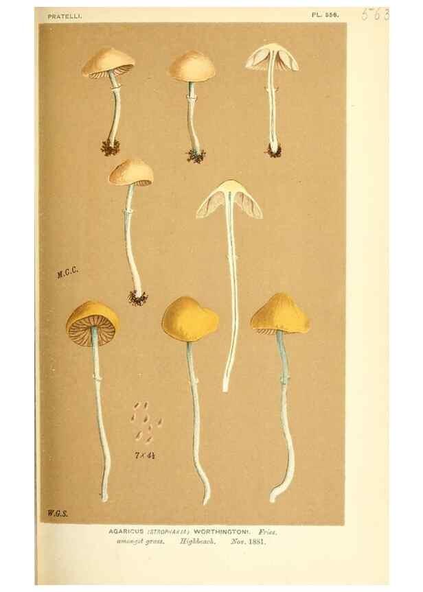 Reproducción/Reproduction 9015272881: Illustrations of British Fungi (Hymenomycetes), to serve as an atlas to the ""Handbook of British Fungi"".. LondonWilliams and Norgate1881-91