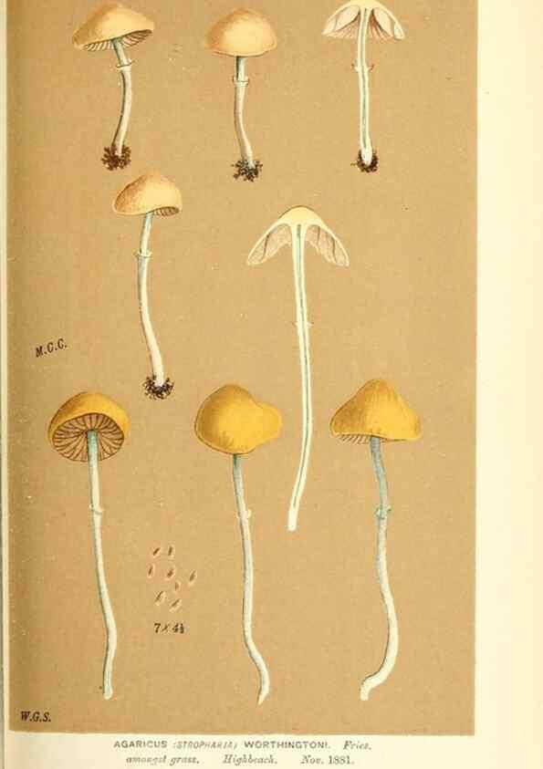 Reproducción/Reproduction 9015272881: Illustrations of British Fungi (Hymenomycetes), to serve as an atlas to the ""Handbook of British Fungi"".. LondonWilliams and Norgate1881-91