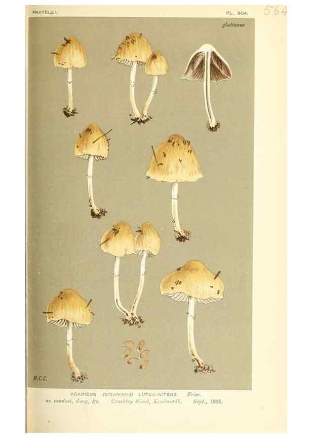 Reproducción/Reproduction 9016465134: Illustrations of British Fungi (Hymenomycetes), to serve as an atlas to the ""Handbook of British Fungi"".. LondonWilliams and Norgate1881-91