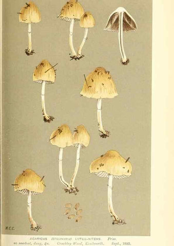 Reproducción/Reproduction 9016465134: Illustrations of British Fungi (Hymenomycetes), to serve as an atlas to the ""Handbook of British Fungi"".. LondonWilliams and Norgate1881-91
