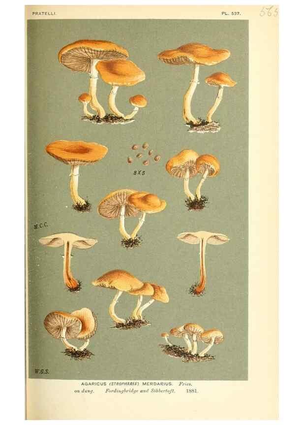 Reproducción/Reproduction 9015275385: Illustrations of British Fungi (Hymenomycetes), to serve as an atlas to the ""Handbook of British Fungi"".. LondonWilliams and Norgate1881-91
