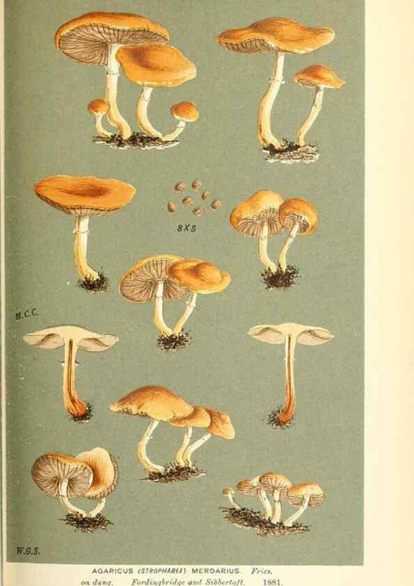 Reproducción/Reproduction 9015275385: Illustrations of British Fungi (Hymenomycetes), to serve as an atlas to the ""Handbook of British Fungi"".. LondonWilliams and Norgate1881-91