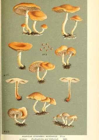 Reproducción/Reproduction 9015275385: Illustrations of British Fungi (Hymenomycetes), to serve as an atlas to the ""Handbook of British Fungi"".. LondonWilliams and Norgate1881-91