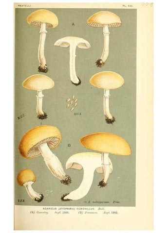 Reproducción/Reproduction 9015266349: Illustrations of British Fungi (Hymenomycetes), to serve as an atlas to the ""Handbook of British Fungi"".. LondonWilliams and Norgate1881-91