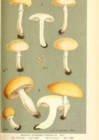 Reproducción/Reproduction 9015266349: Illustrations of British Fungi (Hymenomycetes), to serve as an atlas to the ""Handbook of British Fungi"".. LondonWilliams and Norgate1881-91