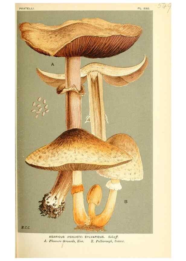 Reproducción/Reproduction 9016444764: Illustrations of British Fungi (Hymenomycetes), to serve as an atlas to the ""Handbook of British Fungi"".. LondonWilliams and Norgate1881-91