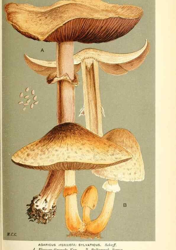 Reproducción/Reproduction 9016444764: Illustrations of British Fungi (Hymenomycetes), to serve as an atlas to the ""Handbook of British Fungi"".. LondonWilliams and Norgate1881-91