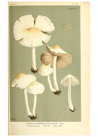 Reproducción/Reproduction 9015305687: Illustrations of British Fungi (Hymenomycetes), to serve as an atlas to the ""Handbook of British Fungi"".. LondonWilliams and Norgate1881-91