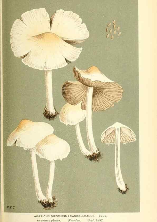 Reproducción/Reproduction 9015305687: Illustrations of British Fungi (Hymenomycetes), to serve as an atlas to the ""Handbook of British Fungi"".. LondonWilliams and Norgate1881-91
