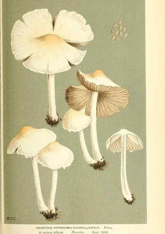 Reproducción/Reproduction 9015305687: Illustrations of British Fungi (Hymenomycetes), to serve as an atlas to the ""Handbook of British Fungi"".. LondonWilliams and Norgate1881-91