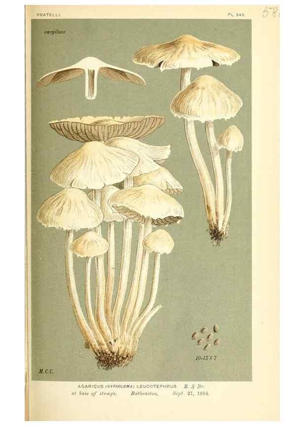 Reproducción/Reproduction 9016499266: Illustrations of British Fungi (Hymenomycetes), to serve as an atlas to the ""Handbook of British Fungi"".. LondonWilliams and Norgate1881-91