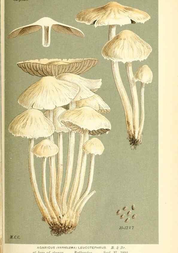 Reproducción/Reproduction 9016499266: Illustrations of British Fungi (Hymenomycetes), to serve as an atlas to the ""Handbook of British Fungi"".. LondonWilliams and Norgate1881-91