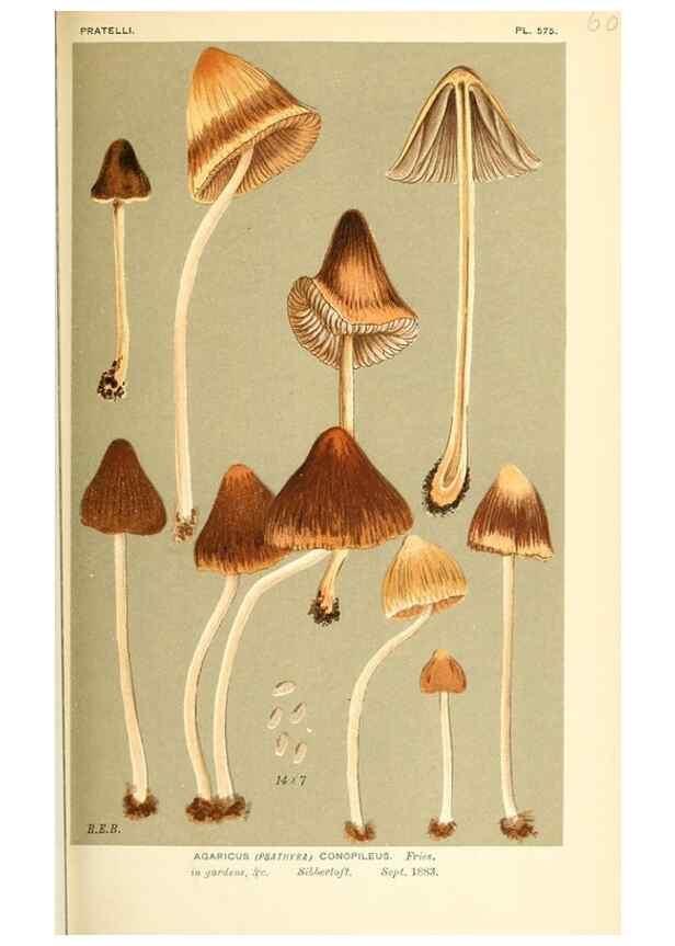 Reproducción/Reproduction 9015336405: Illustrations of British Fungi (Hymenomycetes), to serve as an atlas to the ""Handbook of British Fungi"".. LondonWilliams and Norgate1881-91