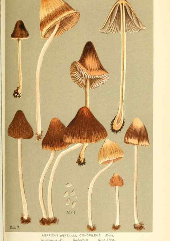 Reproducción/Reproduction 9015336405: Illustrations of British Fungi (Hymenomycetes), to serve as an atlas to the ""Handbook of British Fungi"".. LondonWilliams and Norgate1881-91